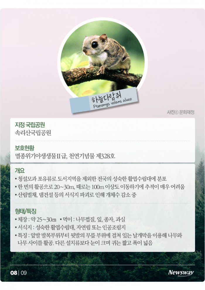 "우리도 있어요" 반달가슴곰처럼 보호받는 포유류 5종은? 기사의 사진