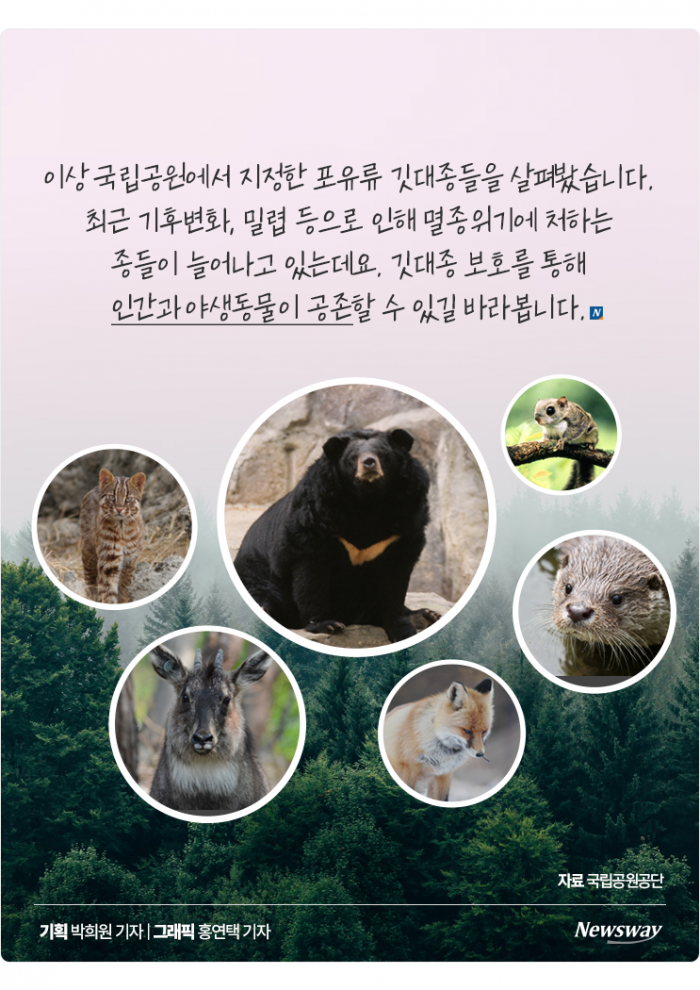 "우리도 있어요" 반달가슴곰처럼 보호받는 포유류 5종은? 기사의 사진