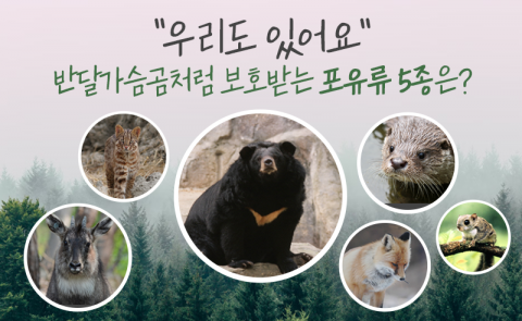 "우리도 있어요" 반달가슴곰처럼 보호받는 포유류 5종은?