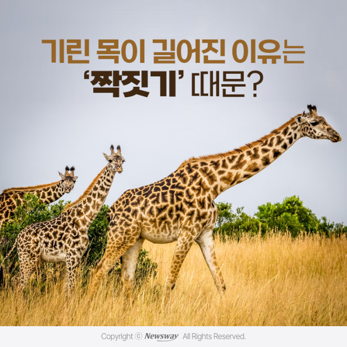 기린 목이 길어진 이유는 '짝짓기' 때문? 기사의 사진