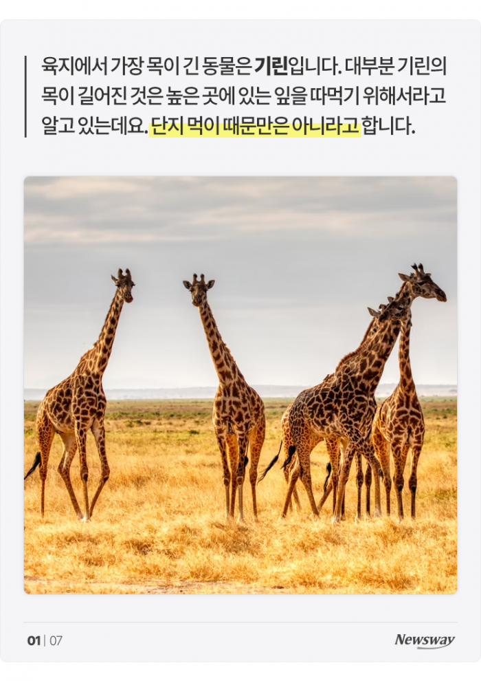 기린 목이 길어진 이유는 '짝짓기' 때문? 기사의 사진