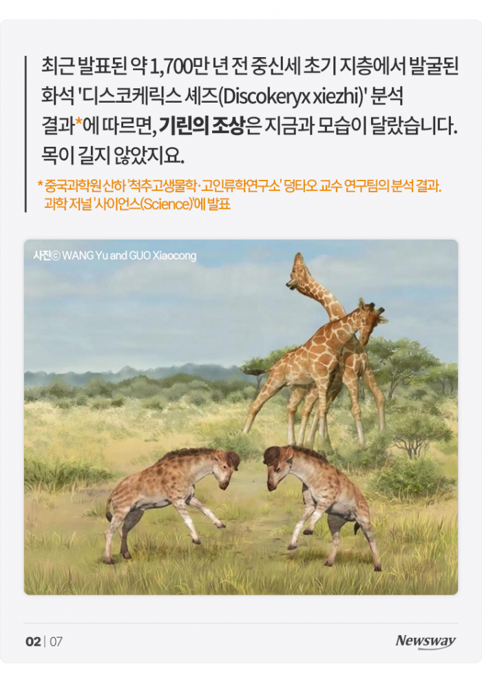 기린 목이 길어진 이유는 '짝짓기' 때문? 기사의 사진