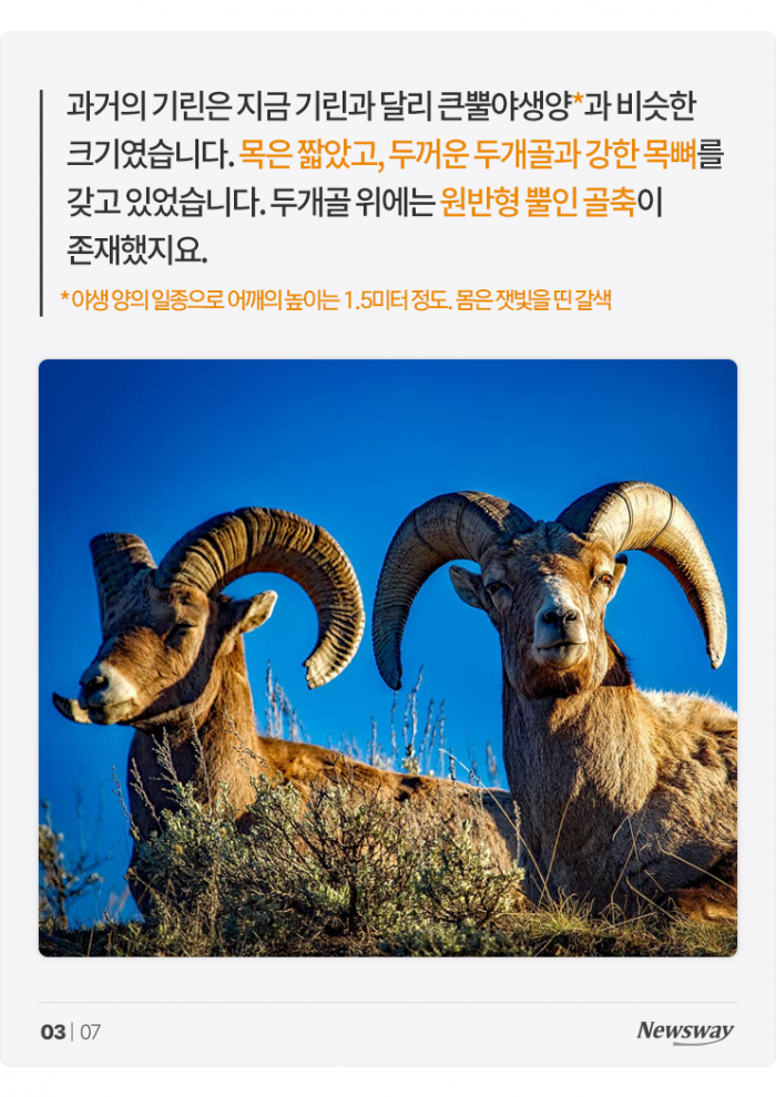 기린 목이 길어진 이유는 '짝짓기' 때문? 기사의 사진