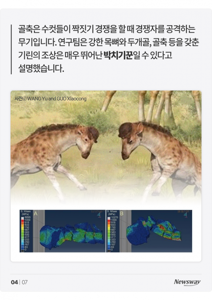 기린 목이 길어진 이유는 '짝짓기' 때문? 기사의 사진