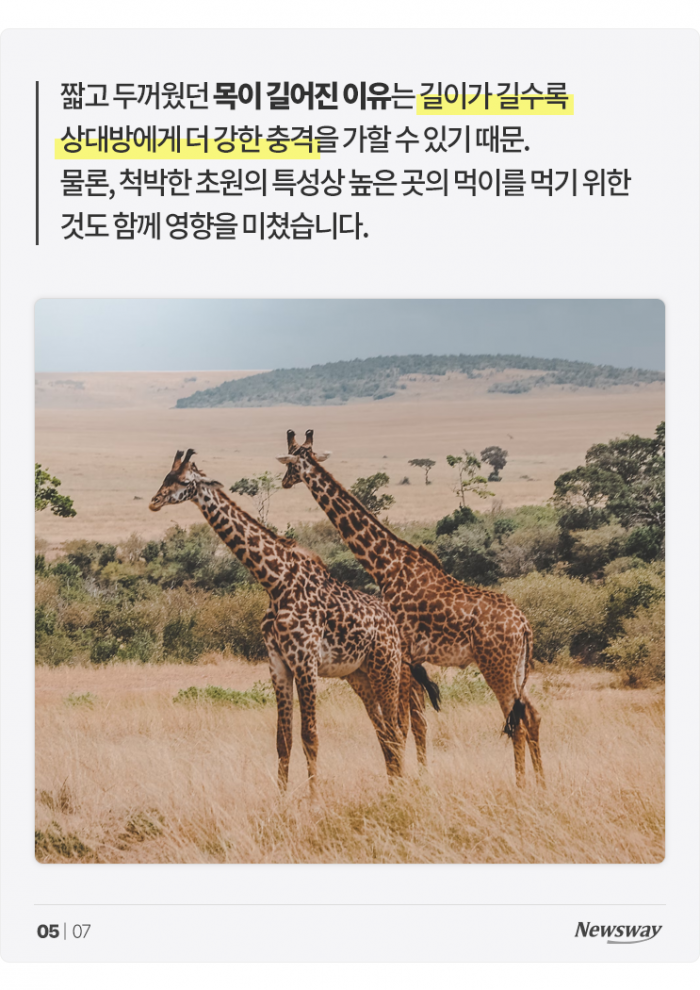 기린 목이 길어진 이유는 '짝짓기' 때문? 기사의 사진