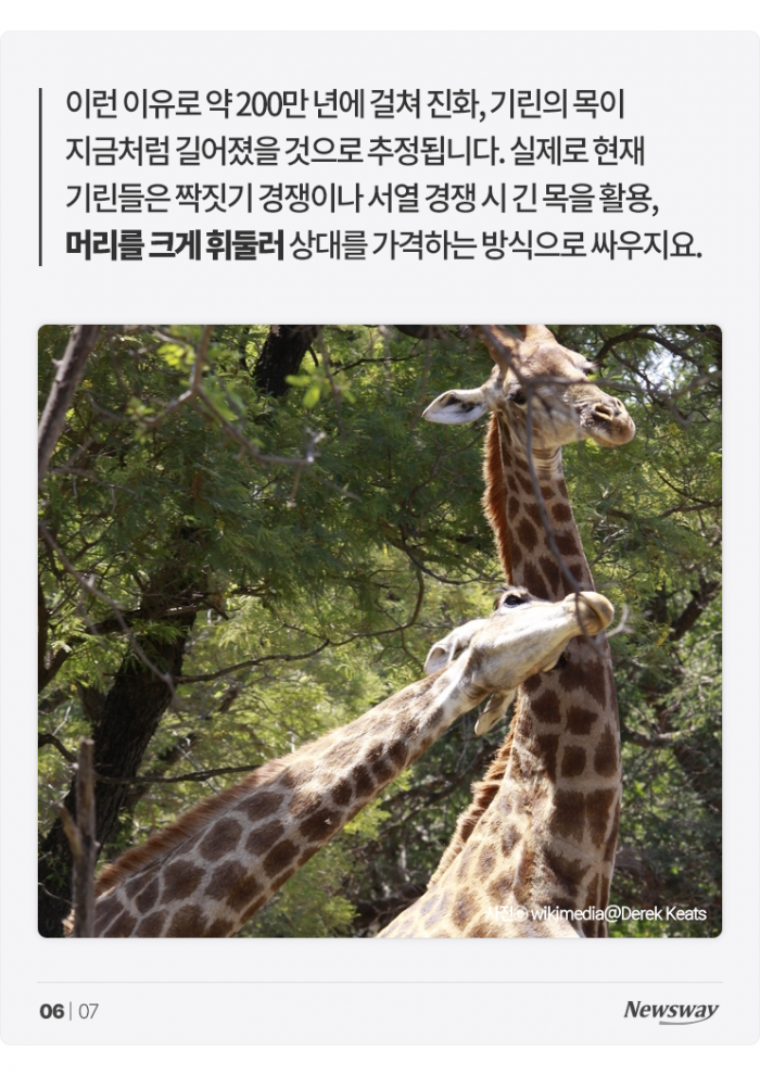 기린 목이 길어진 이유는 '짝짓기' 때문? 기사의 사진