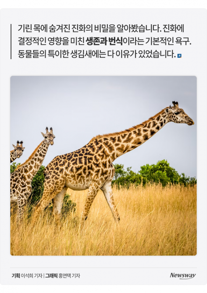 기린 목이 길어진 이유는 '짝짓기' 때문? 기사의 사진