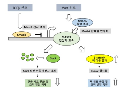 중간엽 줄기세포의 연골 및 뼈 분화에 관여하는 MAST4 단백질의 역할