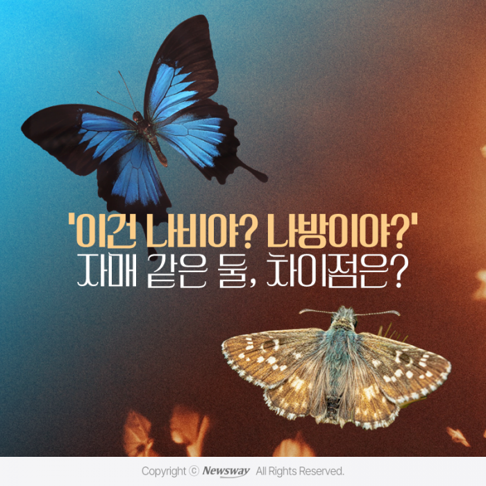 '이건 나비야? 나방이야?' 자매 같은 둘, 차이점은? 기사의 사진