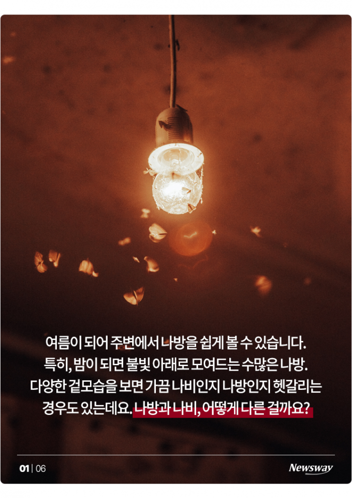 '이건 나비야? 나방이야?' 자매 같은 둘, 차이점은? 기사의 사진