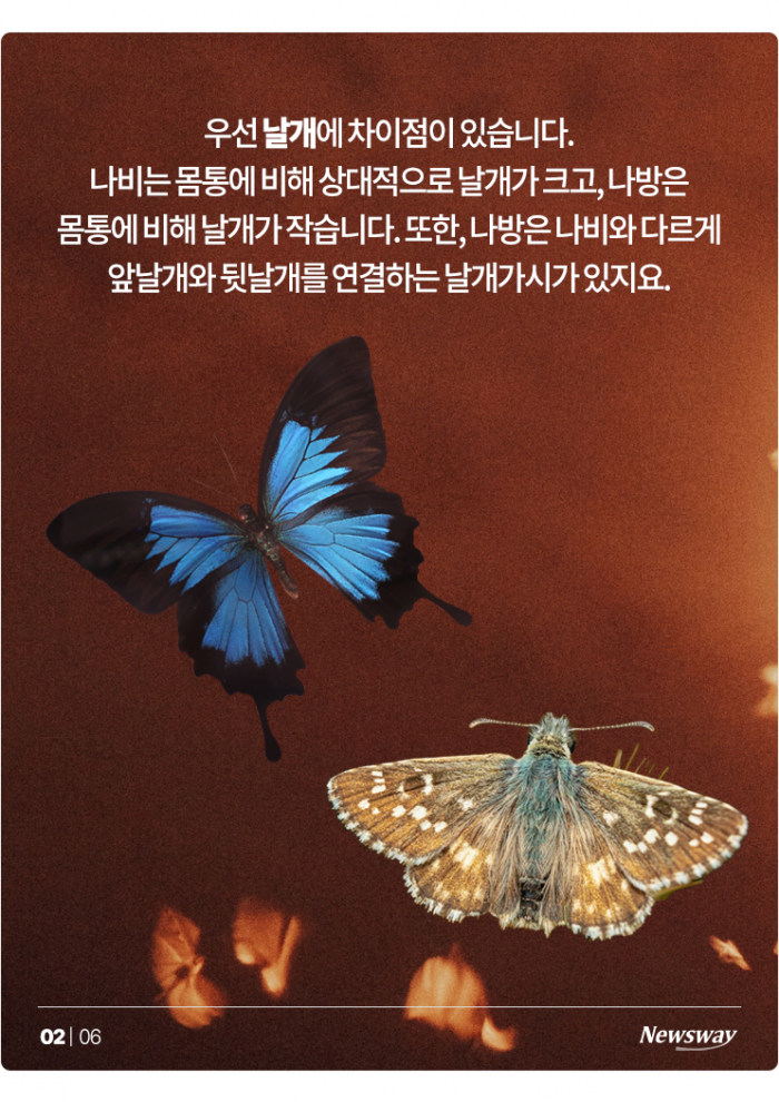 '이건 나비야? 나방이야?' 자매 같은 둘, 차이점은? 기사의 사진