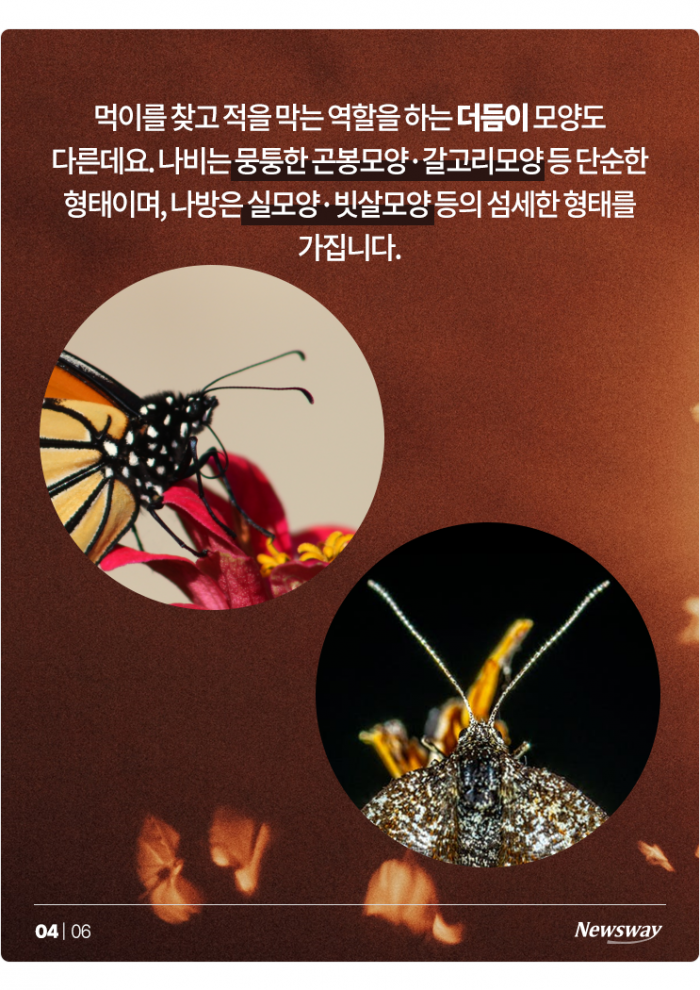'이건 나비야? 나방이야?' 자매 같은 둘, 차이점은? 기사의 사진