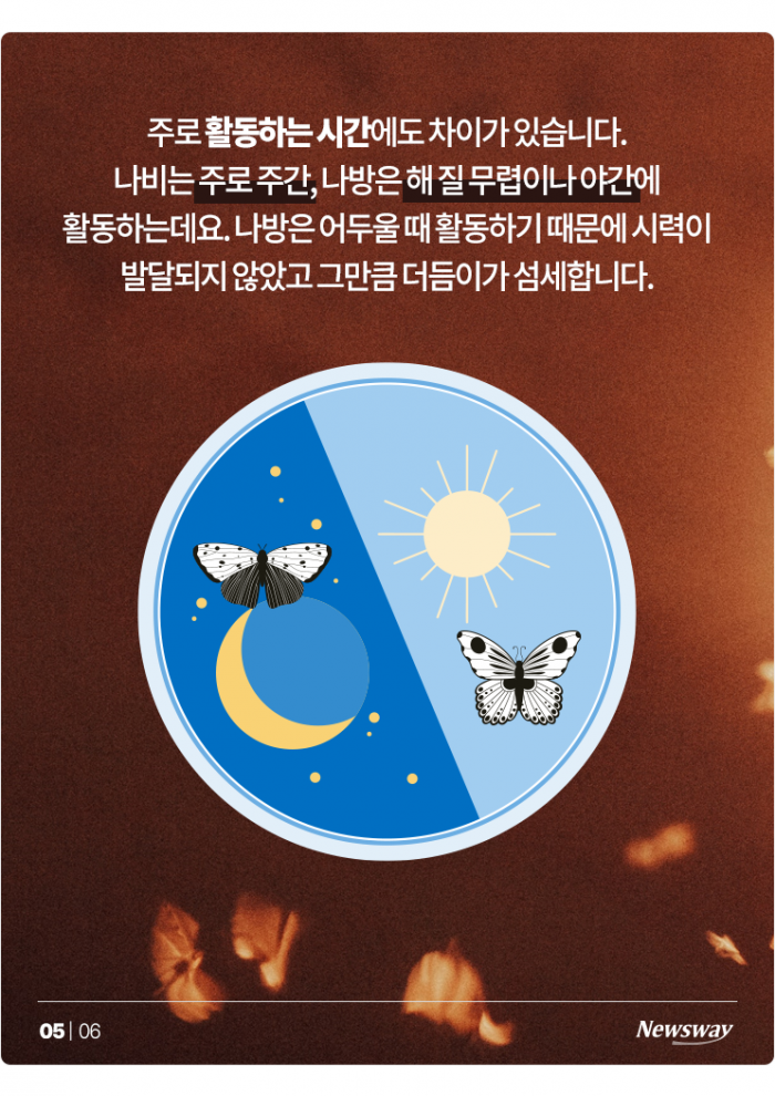 '이건 나비야? 나방이야?' 자매 같은 둘, 차이점은? 기사의 사진
