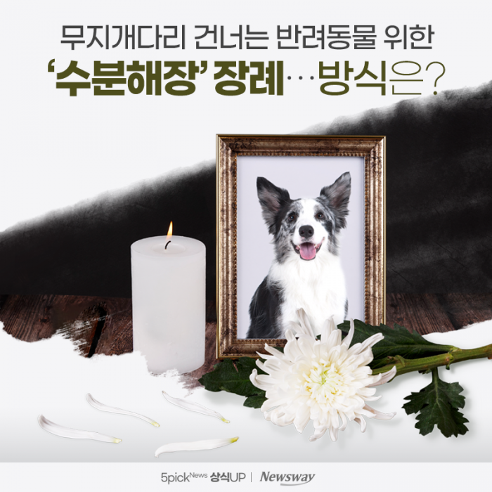 무지개다리 건너는 반려동물 위한 '수분해장' 장례···방식은? 기사의 사진