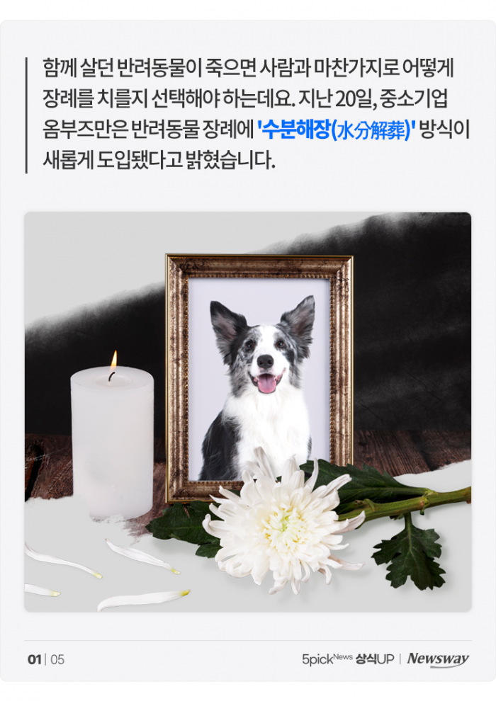 무지개다리 건너는 반려동물 위한 '수분해장' 장례···방식은? 기사의 사진