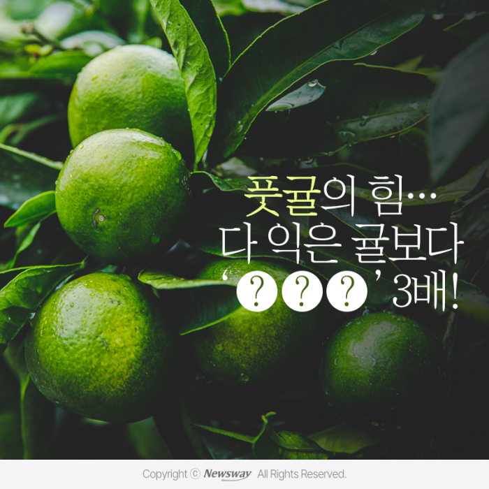 풋귤의 힘···다 익은 귤보다 '○○○' 3배! 기사의 사진