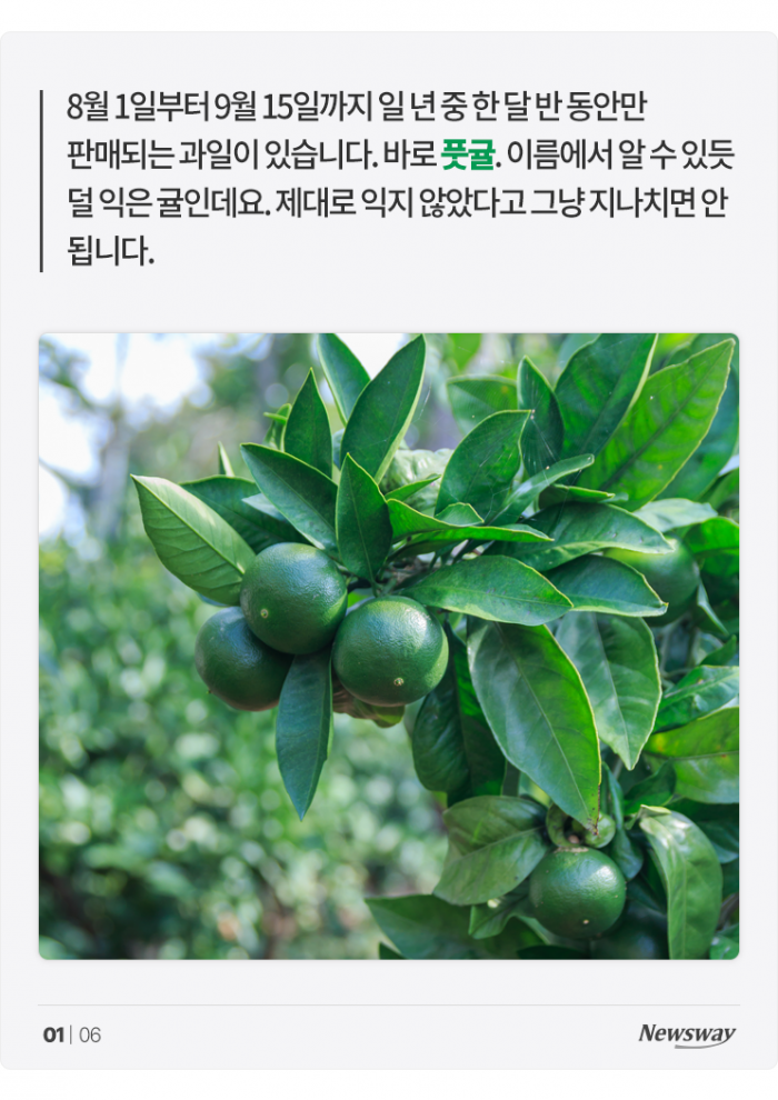 풋귤의 힘···다 익은 귤보다 '○○○' 3배! 기사의 사진
