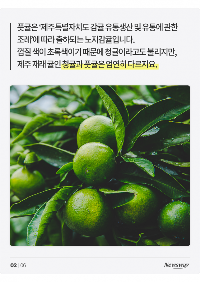 풋귤의 힘···다 익은 귤보다 '○○○' 3배! 기사의 사진