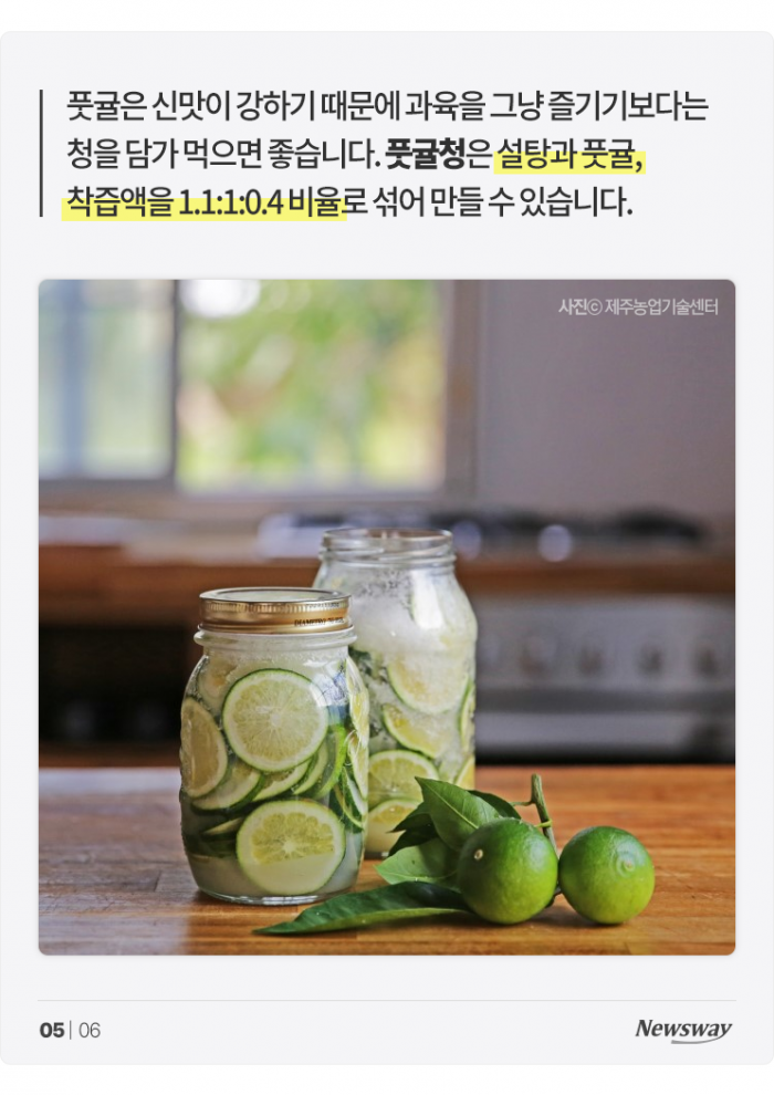 풋귤의 힘···다 익은 귤보다 '○○○' 3배! 기사의 사진