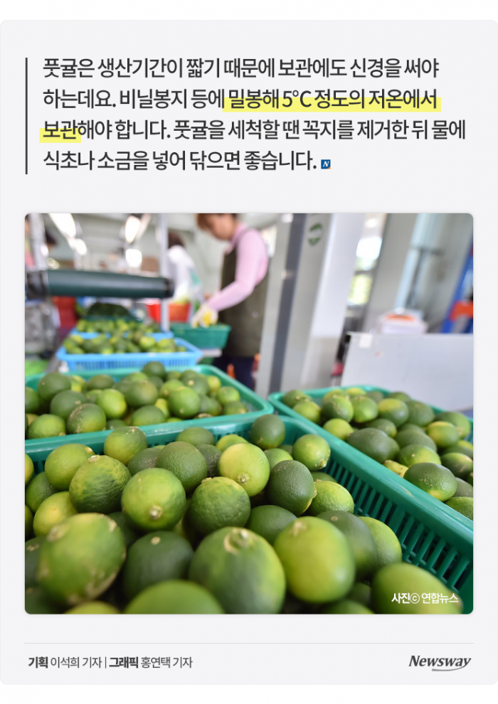 풋귤의 힘···다 익은 귤보다 '○○○' 3배! 기사의 사진