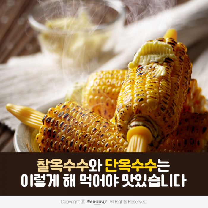 찰옥수수와 단옥수수는 이렇게 해 먹어야 맛있습니다 기사의 사진