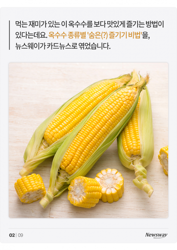 찰옥수수와 단옥수수는 이렇게 해 먹어야 맛있습니다 기사의 사진