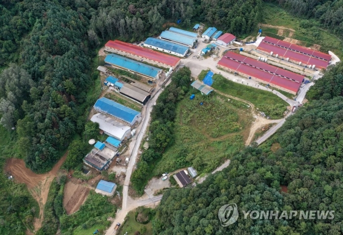 춘천 양돈농가서 아프리카돼지열병 발생. 사진=연합뉴스