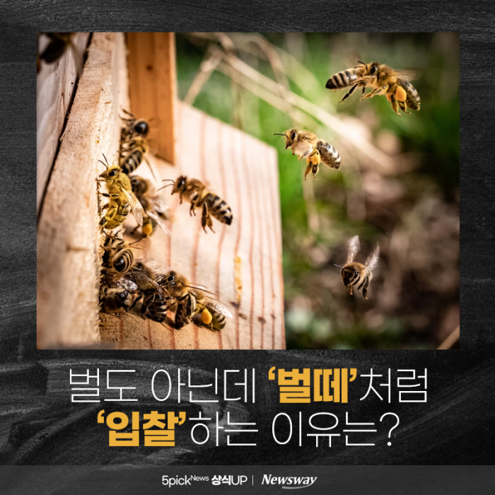 벌도 아닌데 '벌떼'처럼 '입찰'하는 이유는? 기사의 사진