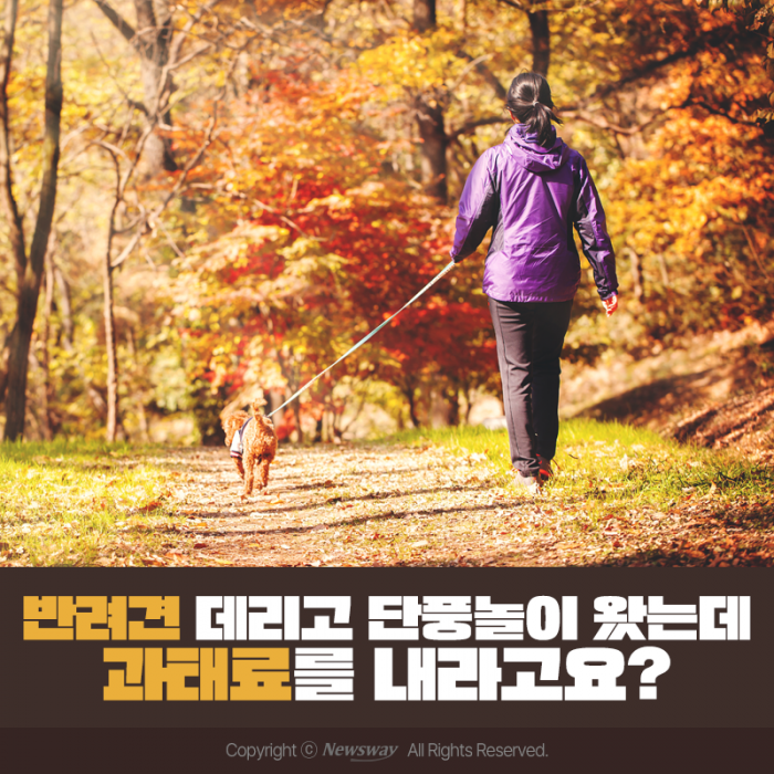 반려견 데리고 단풍놀이 왔는데 과태료를 내라고요? 기사의 사진