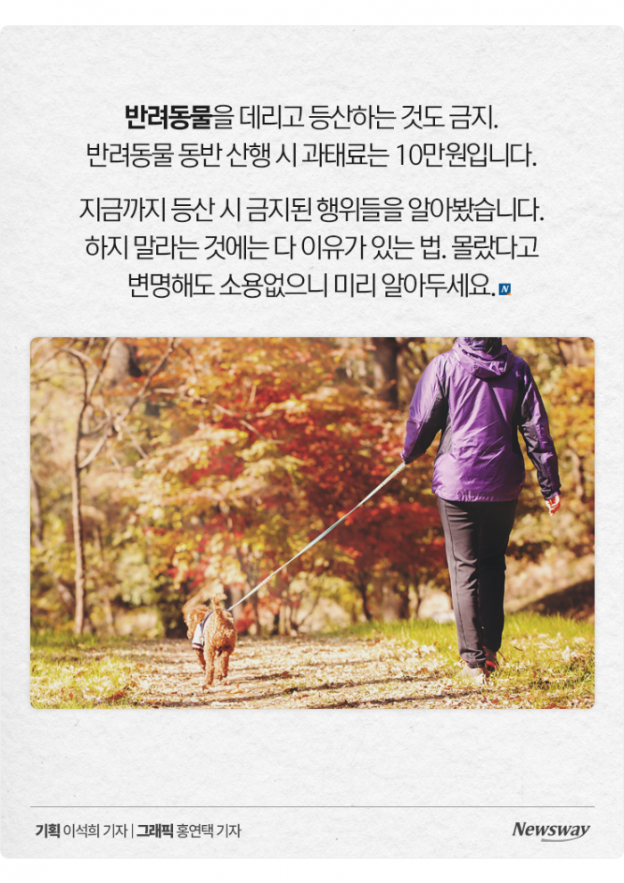 반려견 데리고 단풍놀이 왔는데 과태료를 내라고요? 기사의 사진
