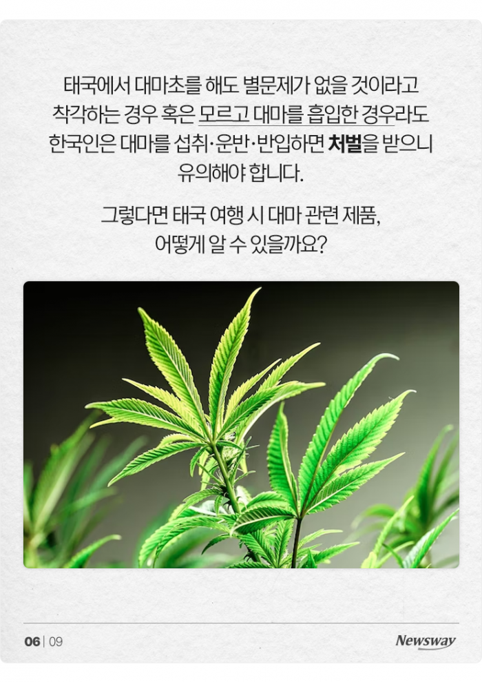 대마 들어간 음식 '모르고' 먹어도 처벌받을까? 기사의 사진