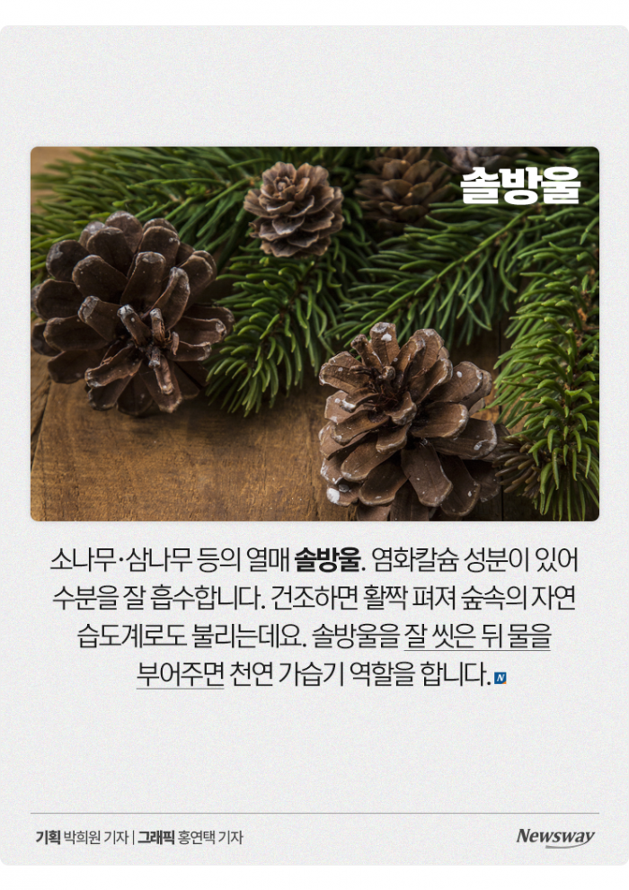 "가습기가 따로 없다!" 가습 효과 좋은 천연 재료 4가지 기사의 사진