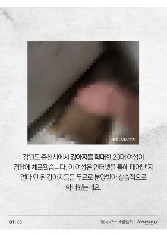"재미로" 강아지 학대한 20대 여성 구속···"악마가 따로 없다" 기사의 사진