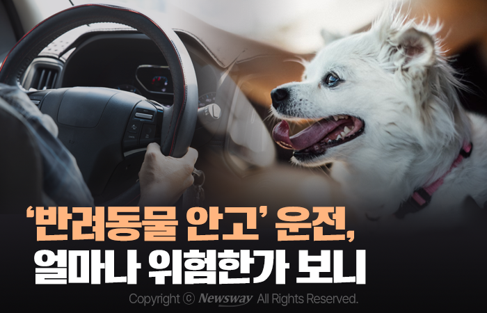 '반려동물 안고' 운전, 얼마나 위험한가 보니 기사의 사진