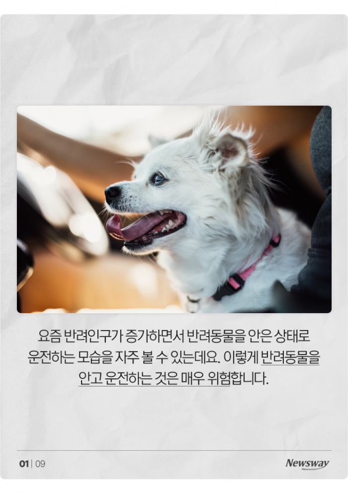 '반려동물 안고' 운전, 얼마나 위험한가 보니 기사의 사진