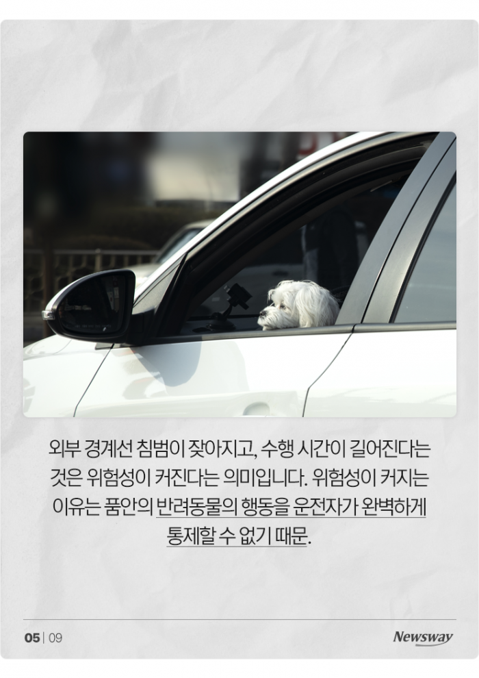 '반려동물 안고' 운전, 얼마나 위험한가 보니 기사의 사진