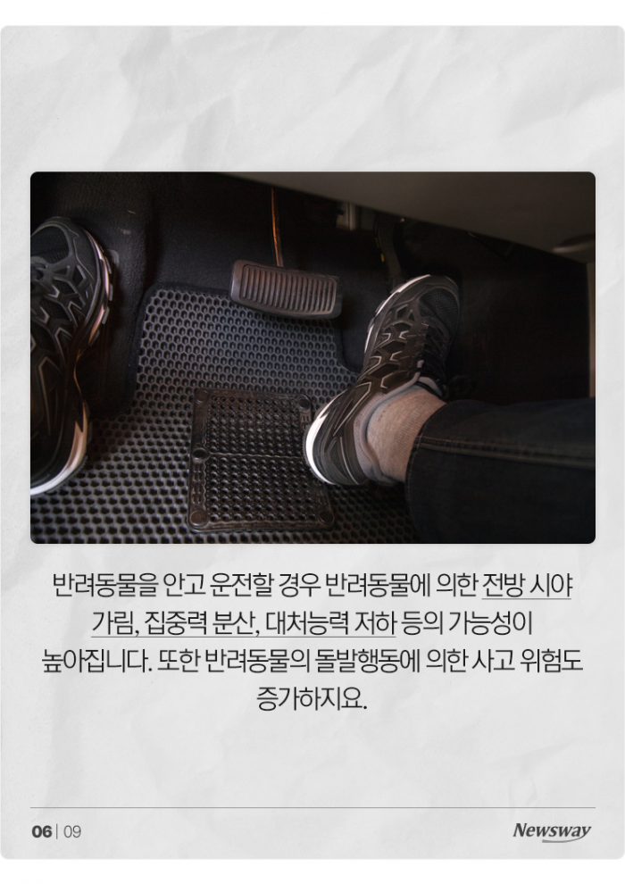'반려동물 안고' 운전, 얼마나 위험한가 보니 기사의 사진
