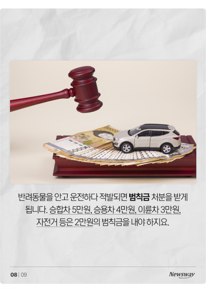 '반려동물 안고' 운전, 얼마나 위험한가 보니 기사의 사진