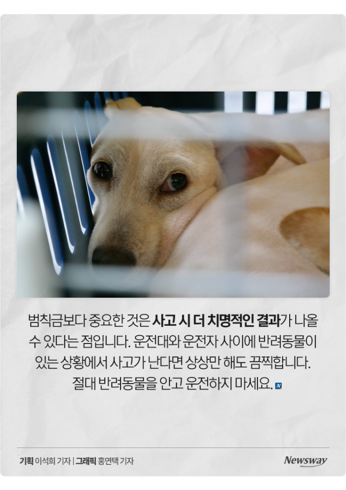 '반려동물 안고' 운전, 얼마나 위험한가 보니 기사의 사진