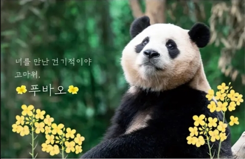 "푸바오 잘 보내줄 수 있겠네"···삼성, 바오가족에 '진심'