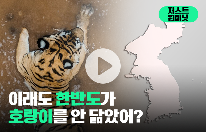 이래도 한반도가 호랑이를 안 닮았어? 기사의 사진