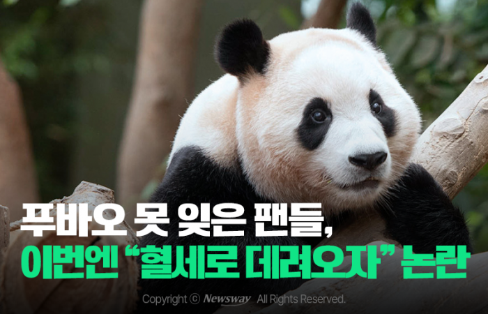 푸바오 못 잊은 팬들, 이번엔 "혈세로 데려오자" 논란 기사의 사진