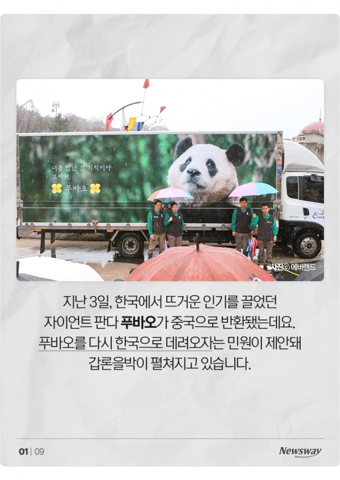 푸바오 못 잊은 팬들, 이번엔 "혈세로 데려오자" 논란 기사의 사진