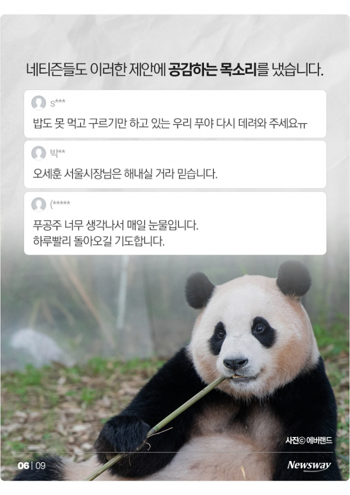푸바오 못 잊은 팬들, 이번엔 "혈세로 데려오자" 논란 기사의 사진