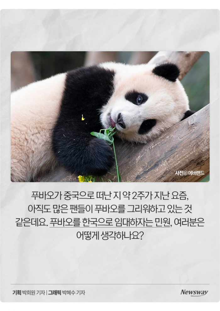 푸바오 못 잊은 팬들, 이번엔 "혈세로 데려오자" 논란 기사의 사진