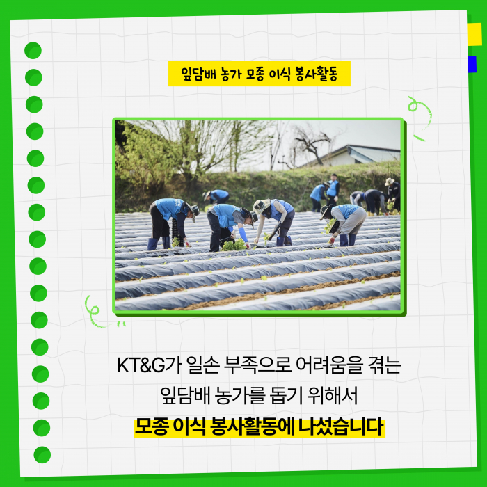 KT&G, 잎담배 농가 모종이식 봉사활동 진행 기사의 사진